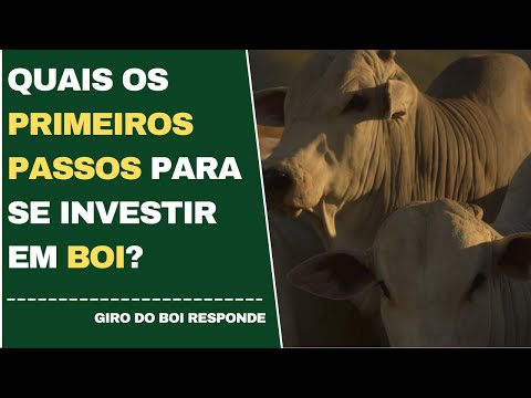 15/04/2022 - Quais os primeiros passos para se investir em boi?