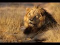 Kings of Africa: The Incredible Life of African Lions (Full Documentary)
