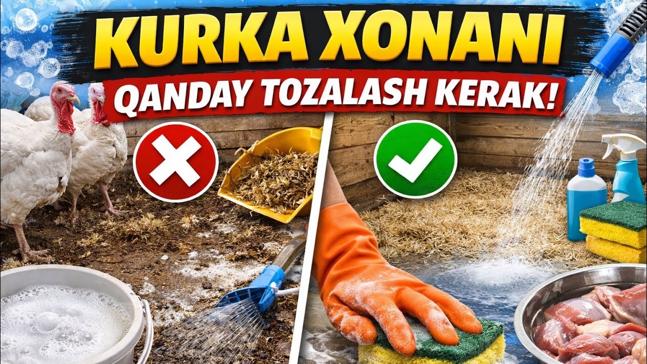 KURKA XONANI QANDAY TOZALASH KERAK 