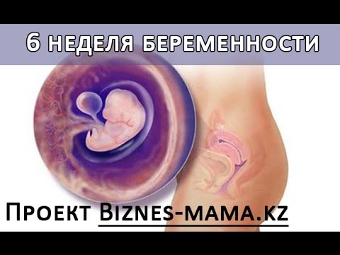 Шестая Неделя Беременности Фото