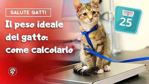 Quanto deve pesare un gatto europeo adulto?