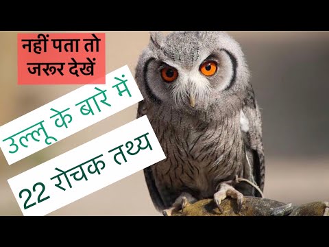 उल्लू के बारे में 22 रोचक तथ्य || Interesting Facts about Owl in Hindi || Ullu