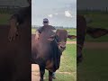 TOURO SINDI ESPETACULAR #gado #fazenda #pecuarista #agro #touro #boigordo