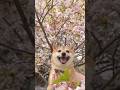 つくね店長も桜！#shorts #dog
