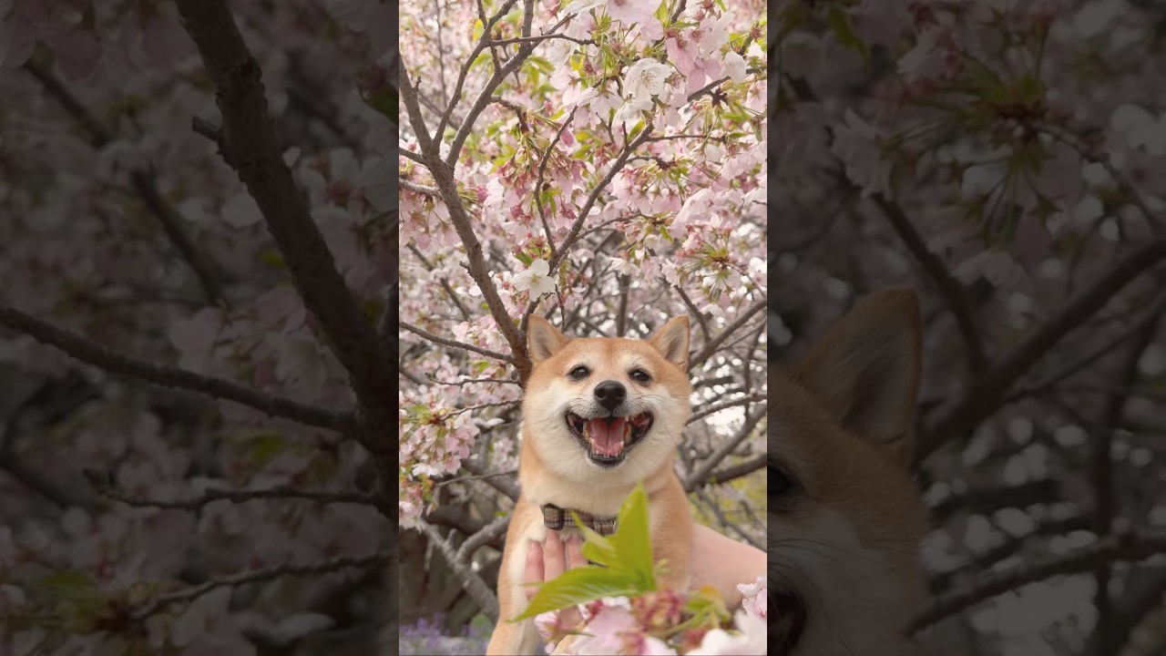 つくね店長も桜！#shorts #dog