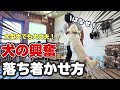【興奮】大型犬OK!犬の興奮を落ち着かせる方法!