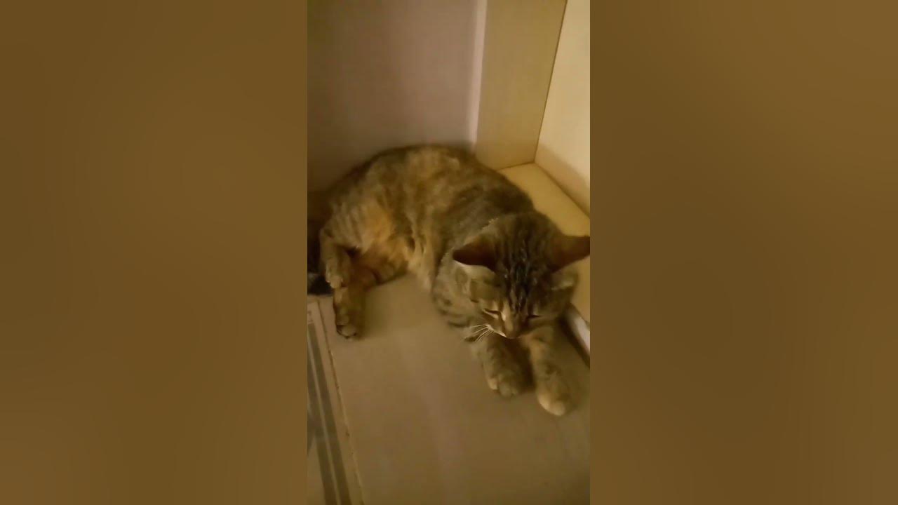 Почему зрачки у кошки расширяются когда нападает?☺️ - YouTube