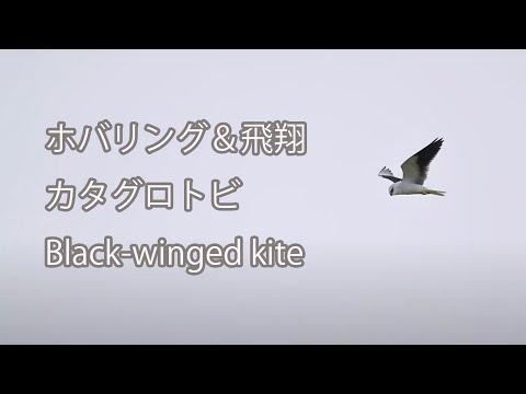 【ホバリング＆飛翔】カタグロトビ Black-winged kite