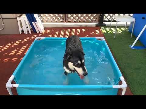 【泳げないけど…】楽しく水遊びするアラスカンマラミュート