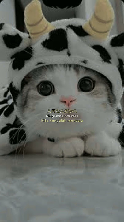 STORY WA #funny #cat #shortvideo #trending