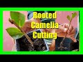 How to grow camellias from cuttings  camellia plant propagation from cuttings