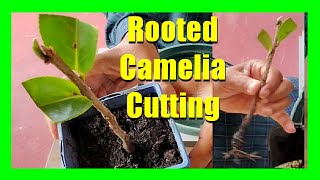 How To Grow Camellias From Cuttings Camellia Plant Propagation From Cuttings