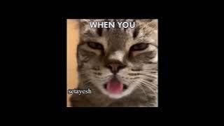 La La La (cat versions)