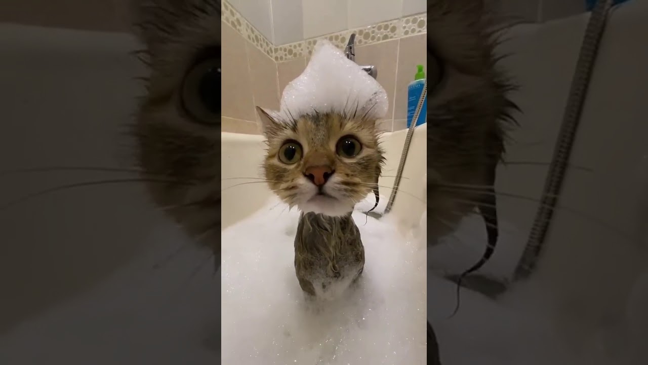 Кот в ванне говорит нормально. Кот с пеной на голове. Meow Cat. ЦАРЪ моется кот видео.