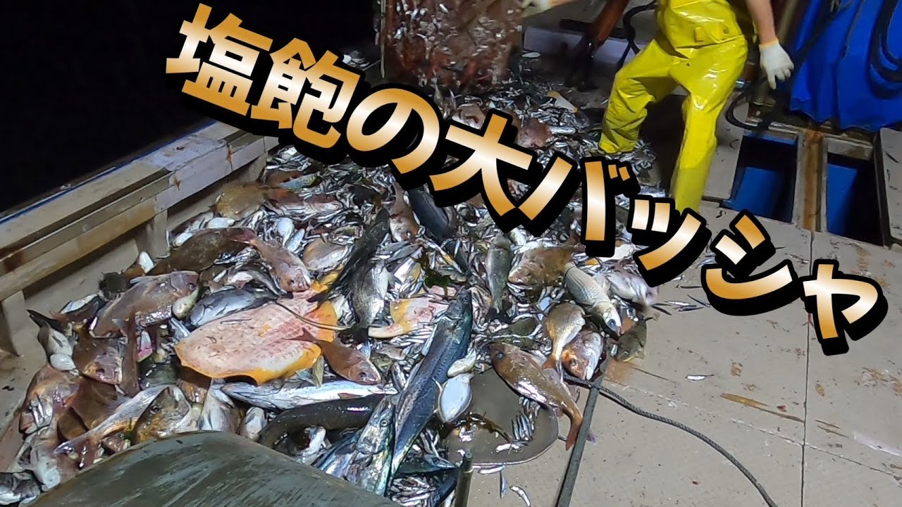 【大バッシャ】4月20の春漁の解禁がやってまいりました！早速ですがトラフグを狙って漁に出てみましたが、、、