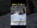 初めてソリに乗ったゴールデンレトリバー