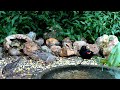 Bird Feeder 07 16 2025 Bird Feeder 07 16 2025