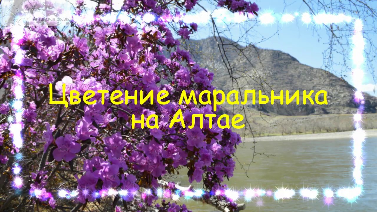 маральник на Алтае - YouTube