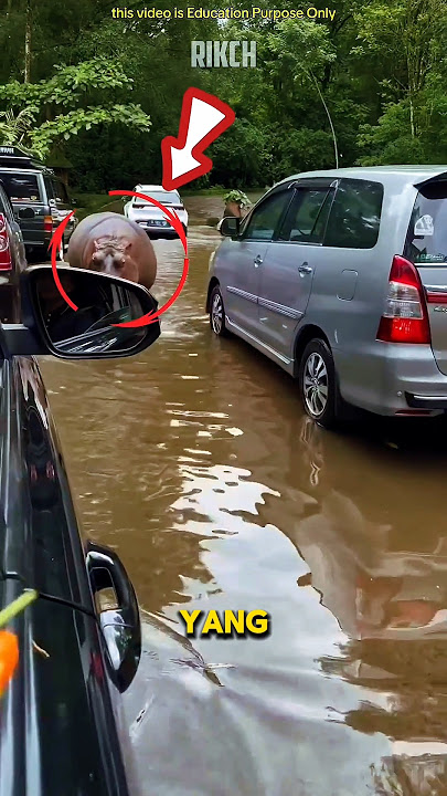 Pria ini Memberi Makan Kuda Nil Dari Dalam Mobil #shortsvideo #shorts