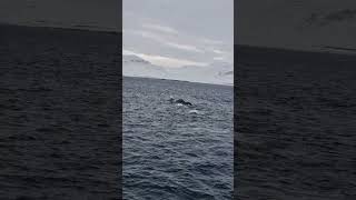 5 Humpback Whales Surface Feeding in Iceland 🇮🇸 (February in Dalvík)