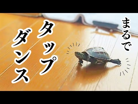 【ASMR】爆速クサガメ軍曹！リズミカルで爆笑w【The extremely fast Turtle, Sergeant. Rhythmic and hilarious!】