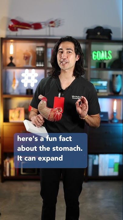 how-big-is-your-stomach-shorts-youtube