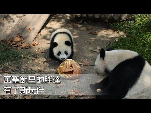 《熊貓主題趴》萬聖節Party：胖達有了新玩伴 | iPanda