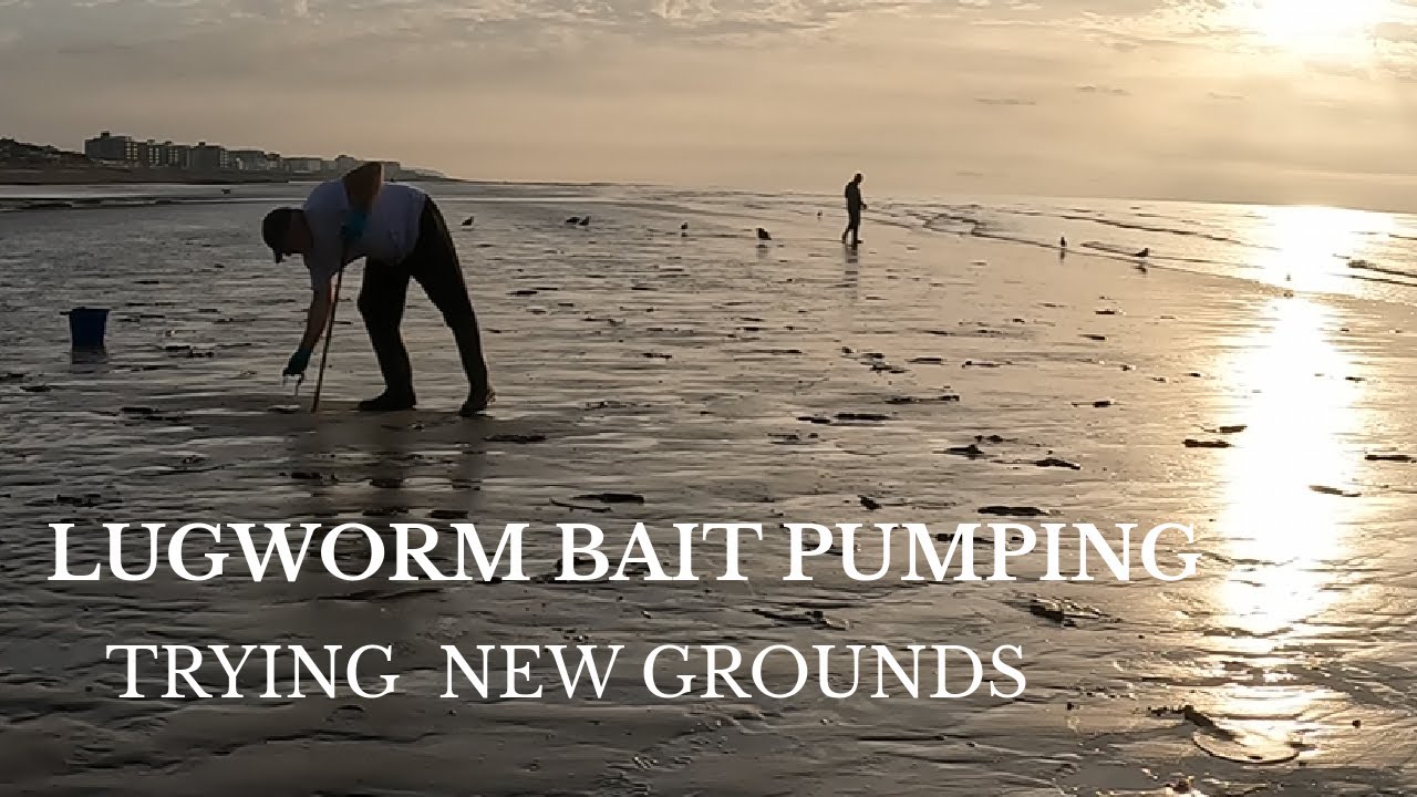 Bait Pumping For Fresh Lugworm on a Sandbank that Only uncovers on