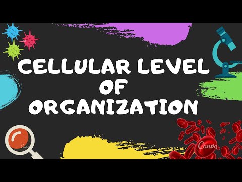 CELLULAR LEVEL OF ORGANIZATION | BIOLOGY | FOUNDATION