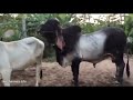 Wow! Strong Bull - Big Bull Show breeding  with cute cow  - Bull in Kandal Province