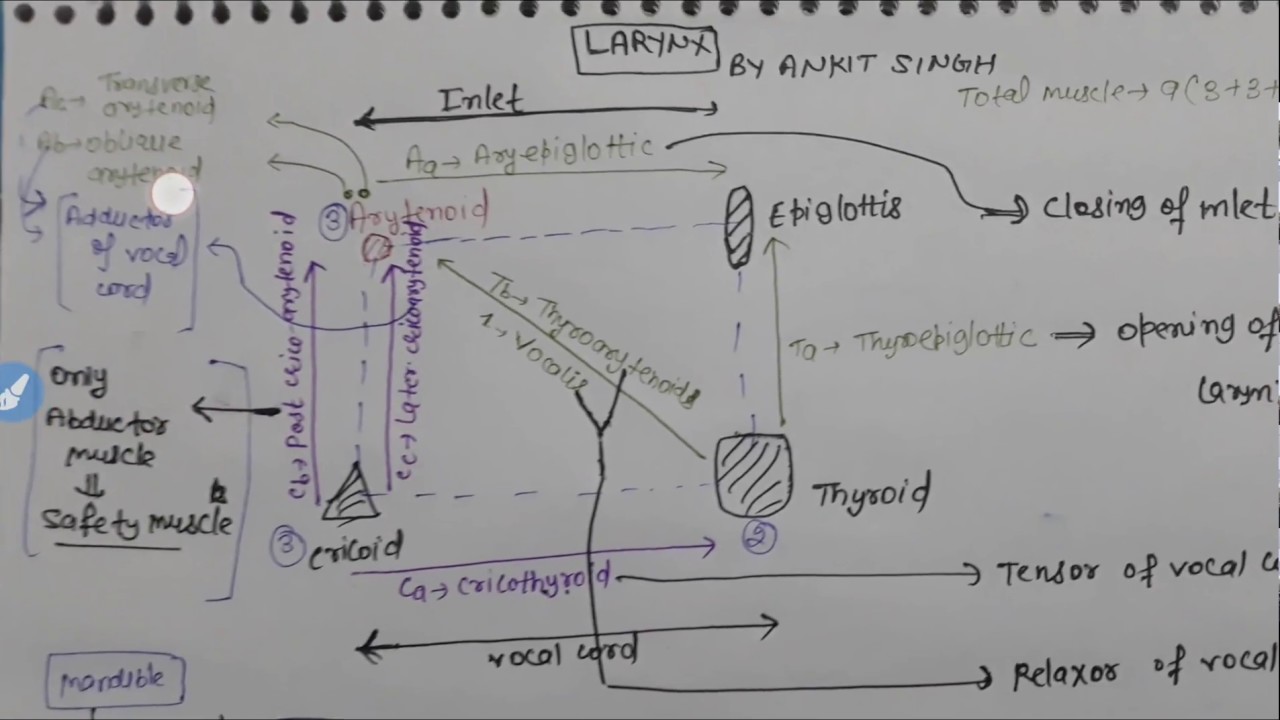 Trick for Larynx Muscles name, action and nerve supply in Hindi Larynx