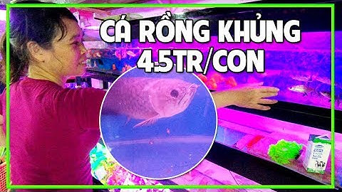 TIỆM CÁ CẢNH SÀI GÒN - Mua Cá Lẻ với Giá Sỉ các loại Cá Kiểng Rẻ và Đẹp nhất