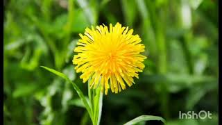 Nurullah Genç - Söyle Bana Hindiba