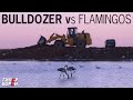 BULLDOZER vs FLAMINGOS / Будьдозер против фламинго (English subs, Russian voice) – HYPERBOREI