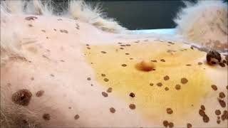 Puppy with umbilical hernia surgery by Gabi Vet 68 views 4 months ago 14 minutes, 40 seconds