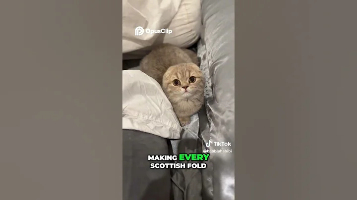 Video 10644991: scottish fold cat breed, scottish fold kitten, folded ears, kitten facts, kitten fun