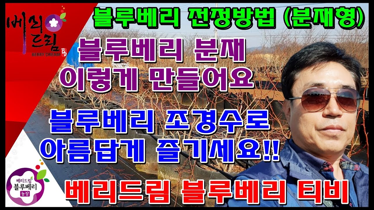 블루베리분재만들기,블루베리조경수만들기,블루베리,블루베리농장,귀농귀촌,주말농부,텃밭재배,전원생활,가정원예,옥상조경,시골,농업