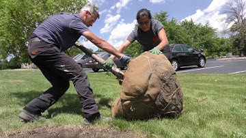 ISA Best Practice Part 2 How To Plant A Tree - TreeNewal