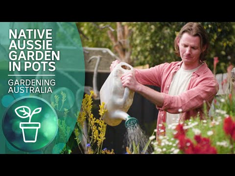 Video: Swan River Daisy Flowers: Sådan dyrkes Swan River Tusindfryd i haven