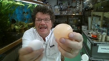Rick Crosslin Science - Kitchen Science: Egg Investigations