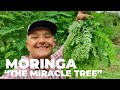 The Most Nutritious Terrestrial Plant in The World - Moringa oleifera "The Miracle Tree"