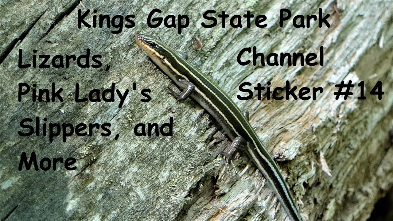 Lizards & Pink Lady's Slippers! ~ Kings Gap State Park, PA - YouTube