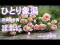 ひとり象潟 花咲ゆき美  cover:胡淑芳