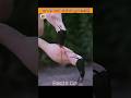 Facts on #facts #shorts #ytshorts #factsmine #viral #trendingshorts #trending #amazingfacts