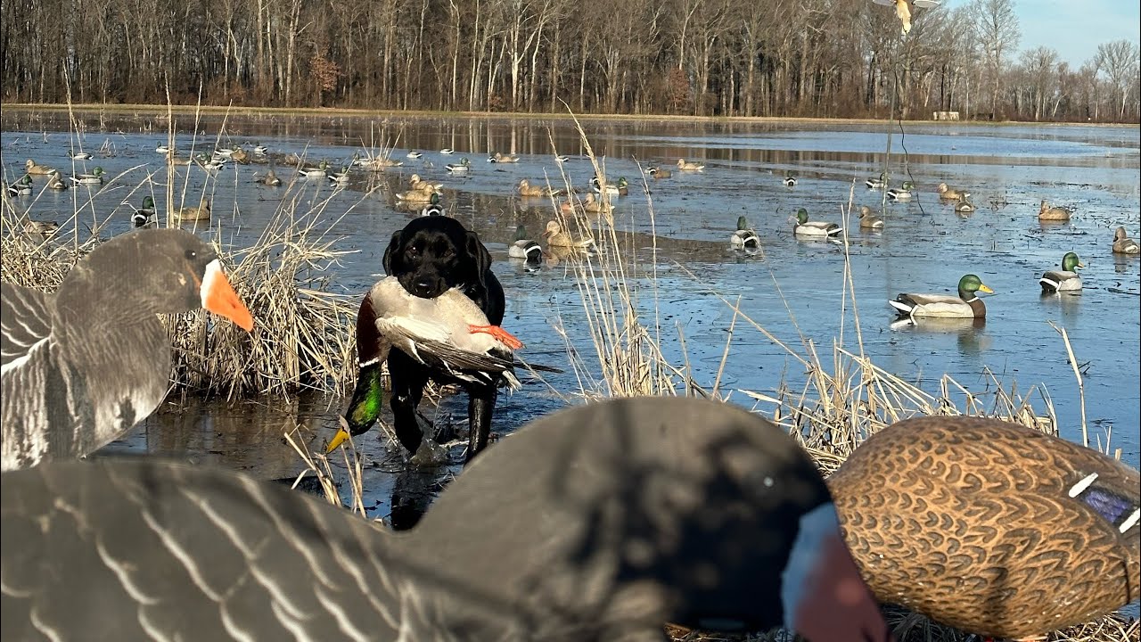 Arkansas Duck Hunting YouTube