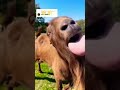   ماعز البقرة الخروف مزرعه  أليف