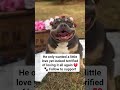 #adoptdontshop #doglife #petlove #lastchancepawsrescue #doggo