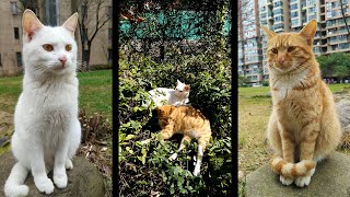 Raising A Street Cat__Binbo Is Cat #78 by Binbo Is Cat 8 views 3 years ago 1 minute, 18 seconds