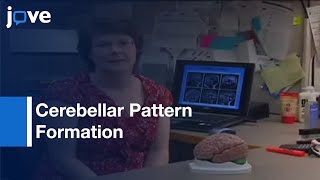 Understanding Cerebellar Pattern Formation l Protocol Preview