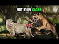  SMILODON VS CAVE LION - NOT EVEN CLOSE!!!